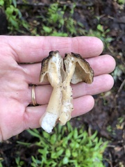 Verpa bohemica