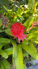 Aechmea fasciata