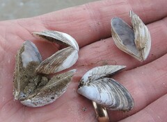 Dreissena bugensis