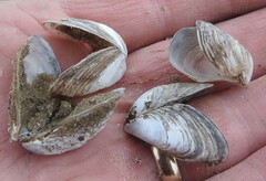 Dreissena bugensis