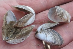 Dreissena bugensis