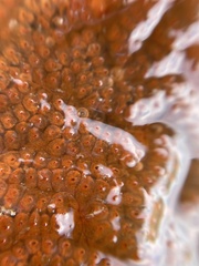 Botrylloides violaceus