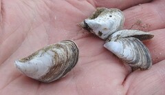 Dreissena bugensis