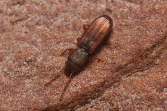 Leptophloeus clematidis