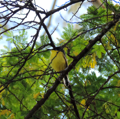 Todirostrum cinereum