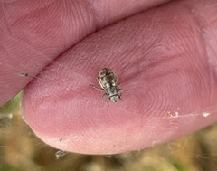 Strophosoma capitatum