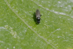 Phoridae