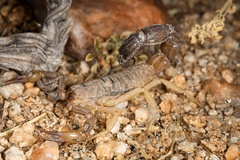 Parabuthus granulatus