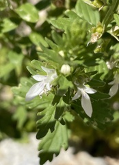 Teucrium cubense