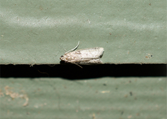 Pyralidae