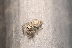 Macaroeris nidicolens