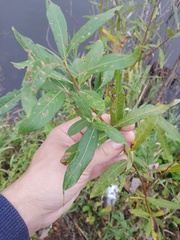 Salix triandra