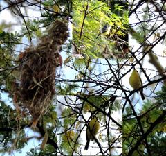Todirostrum cinereum