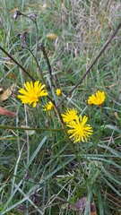 Crepis biennis