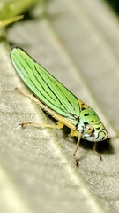 Graphocephala atropunctata