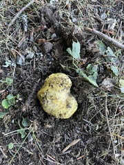 Truncocolumella citrina