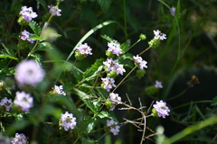 Lantana achyranthifolia