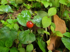 Geophila