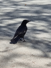 Corvus cornix × corone