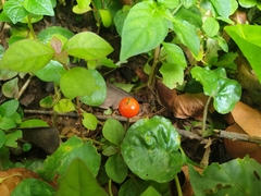 Geophila