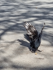 Corvus cornix × corone