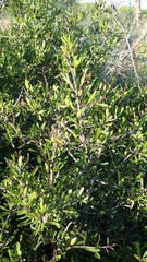 Rhamnus oleoides