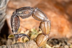 Parabuthus granulatus