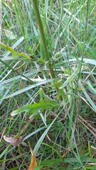 Crepis biennis