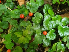 Geophila