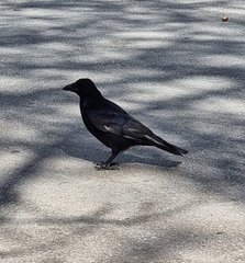 Corvus cornix × corone