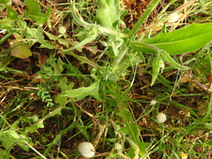 Crepis hellenica
