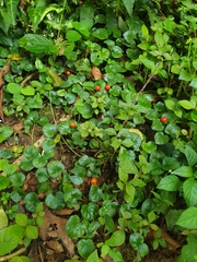 Geophila