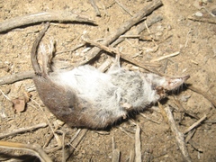 Crocidura suaveolens