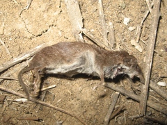 Crocidura suaveolens