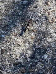 Odontomachus haematodus