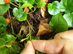 Geophila
