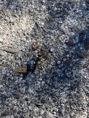 Odontomachus haematodus