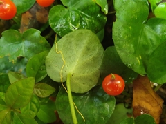 Geophila
