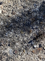 Odontomachus haematodus