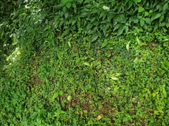 Geophila