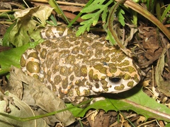 Bufotes viridis viridis