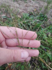 Eragrostis albensis