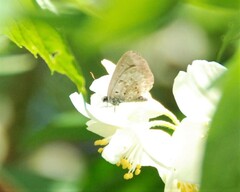 Celastrina