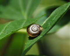 Cepaea nemoralis