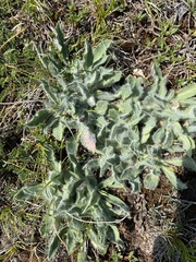 Pilosella breviscapa