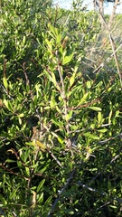 Rhamnus oleoides