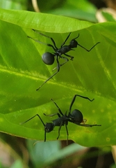 Polyrhachis armata
