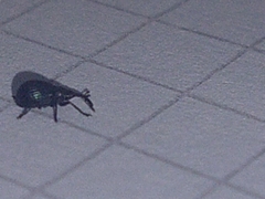 Apioninae