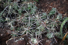 Grusonia