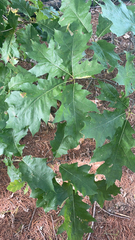 Quercus rubra